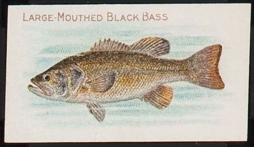 T58 Large Mouthed Black Bass.jpg